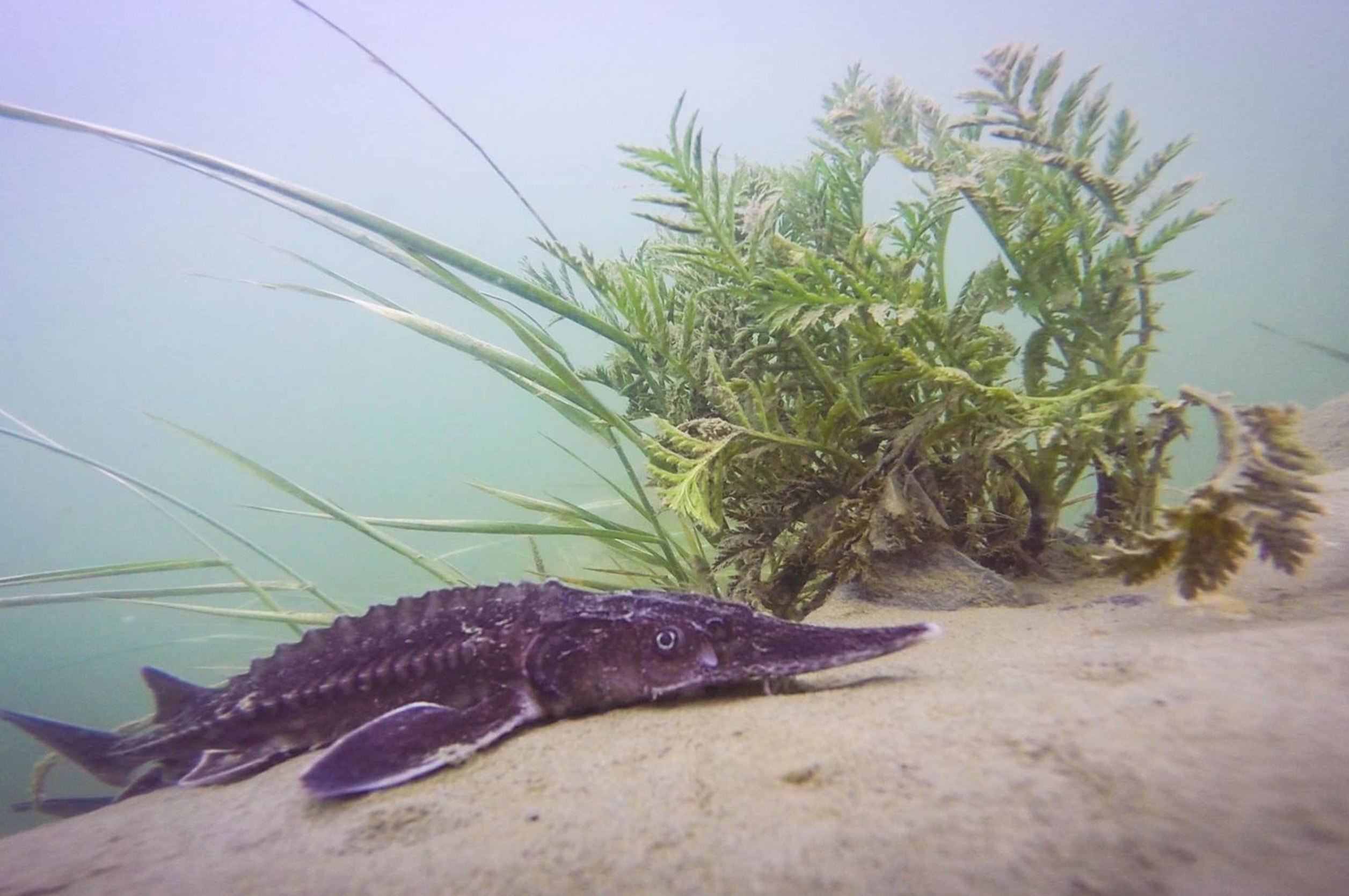 Way of the Columbia: White Sturgeon, The Great Whites