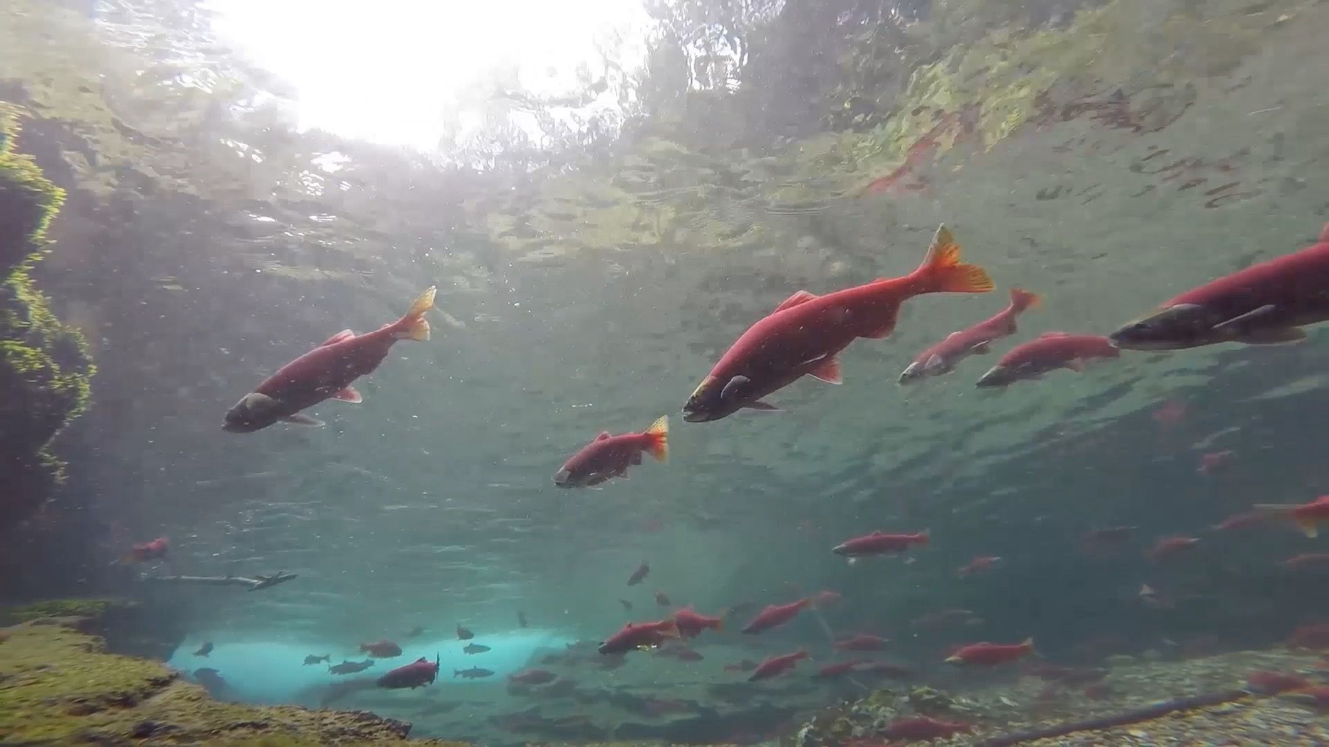 Way of the Columbia: Kokanee Salmon