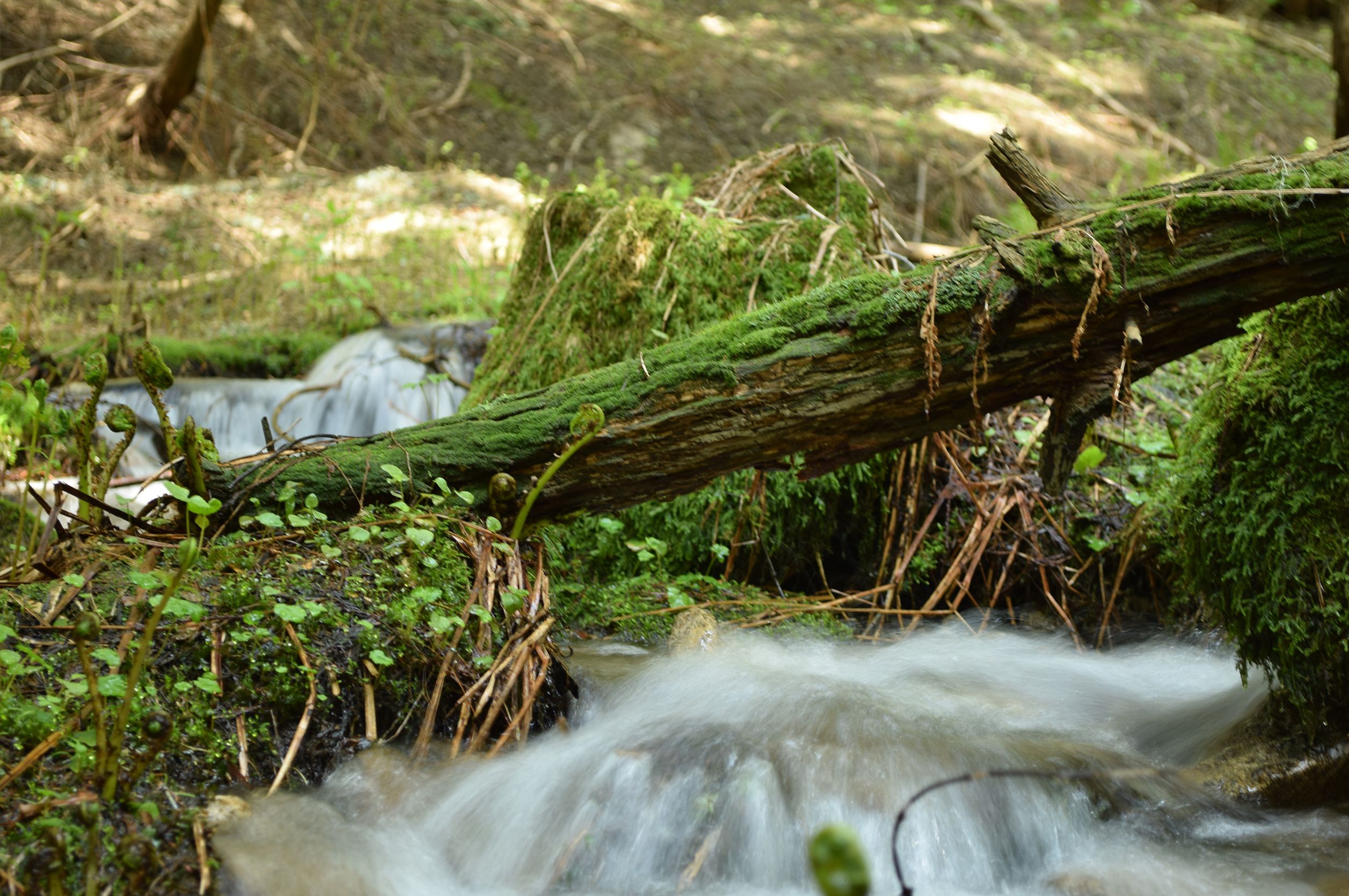 Way of the Columbia: What is a Water Transaction